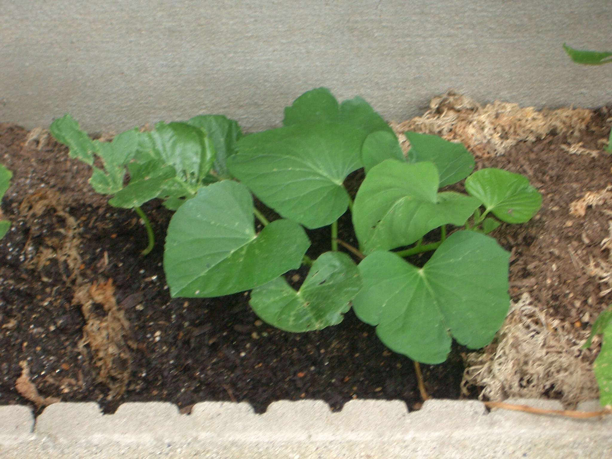 さつまいも収穫 とれたて野菜生活 家庭菜園 プランター 花壇