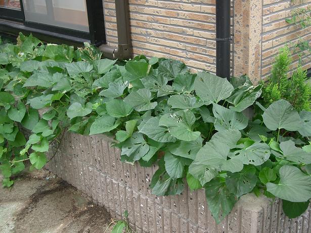 さつまいも収穫 とれたて野菜生活 家庭菜園 プランター 花壇